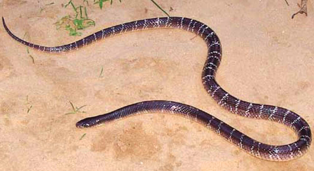 Snakes of Medical Importance in Nepal