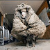 35 kg wool, a wonderful sheep rescued from the deep jungles of Australia!