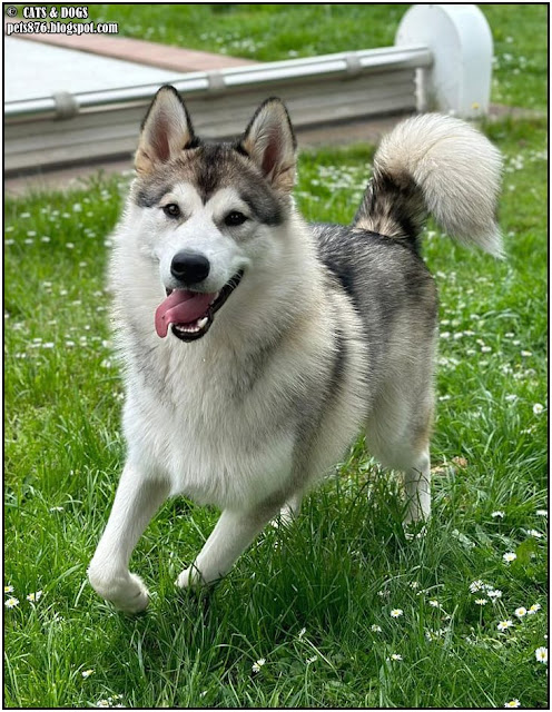 alaskan malamute