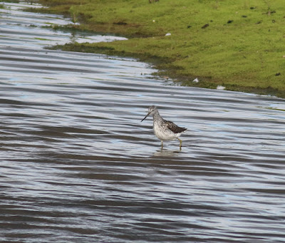 Greenshank, North Cave Wetlands, 06/07/20, migratory wading birds