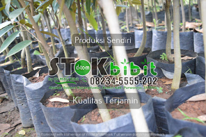 Jabon                                   tanaman jabon putih