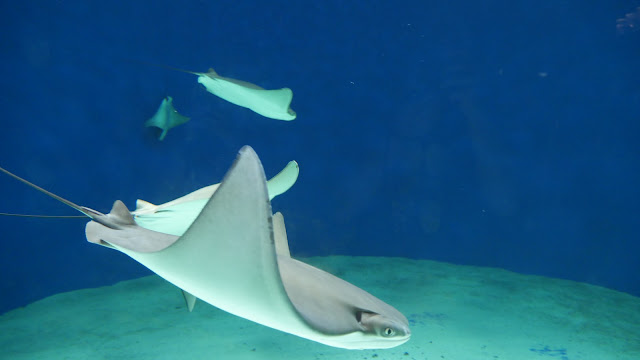 Xpark｜水族館生態公園吃喝玩樂攻略｜桃園青埔一日親子遊懶人包