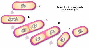 COMO AS BACTÉRIAS SE REPRODUZEM?