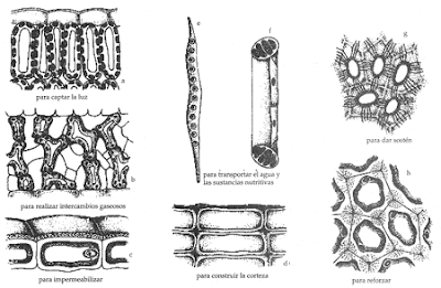 biologia contemporanea: Tejidos