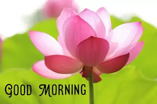 Good morning flower images free download