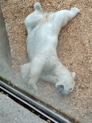 ヘラブルン動物園のシロクマのあくび