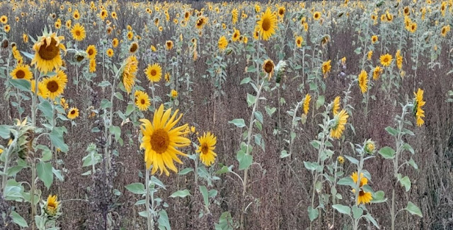 Kuvassa on erikokoisia auringonkukkia pellolla.