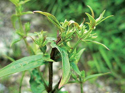 Medicinal Plants Found in Himalayan Region of Nepal