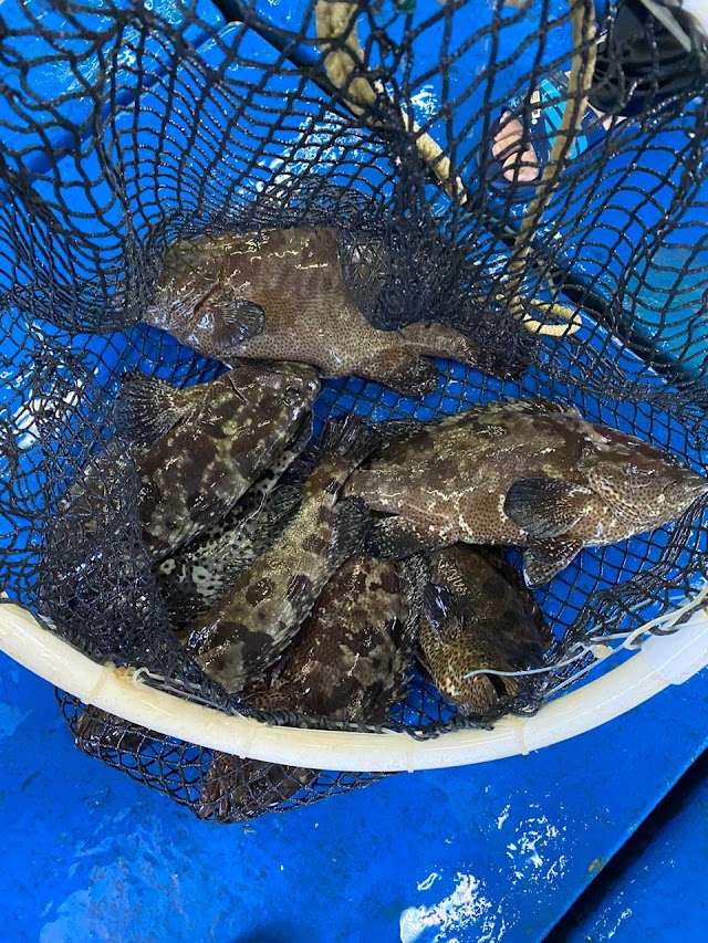 Ikan Kerapu Jadi Idola Ekspor di Tengah Pandemi