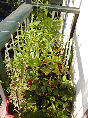 Right side balcony garden