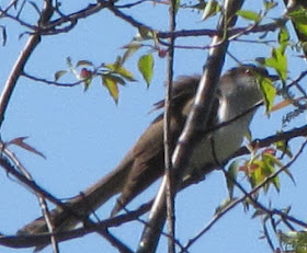 black-billed cuckoo