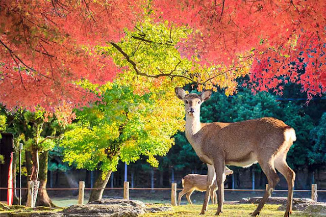 Công viên Nara Nhật Bản