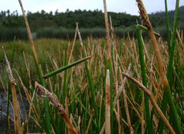 Eleocharis dulcis