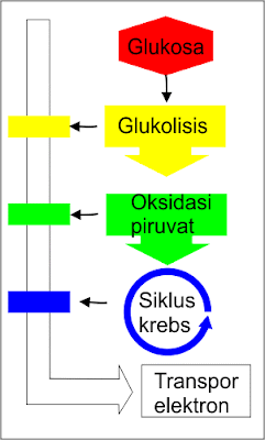 Tahap respirasi seluler terdiri dari glikolisis, oksidasi piruvat, siklus krebs dan transpor elektron.