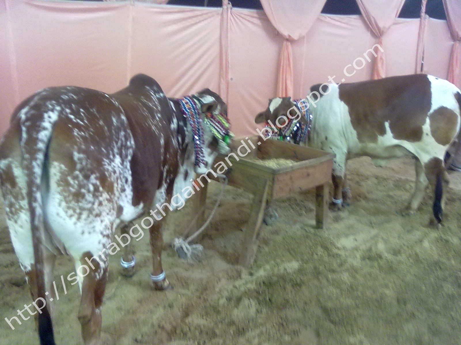 ... Goth Gai Mandi Photos Gallery: Khawaja Gharib Nawaz Cattle Farm 2010