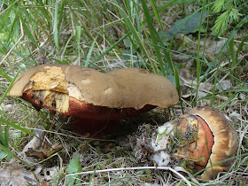 grzyby majowe, grzyby w maju, grzyby na Orawie, grzyby pod Babią Górą, borowik ceglastopory, Boletus luridoformis, muchomor mglejarka, żmija w lesie, bacówka, oscypki, sery z bacówki