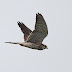 9月16日絵鞆半島の渡り鳥、チョウゲンボウが飛びました。