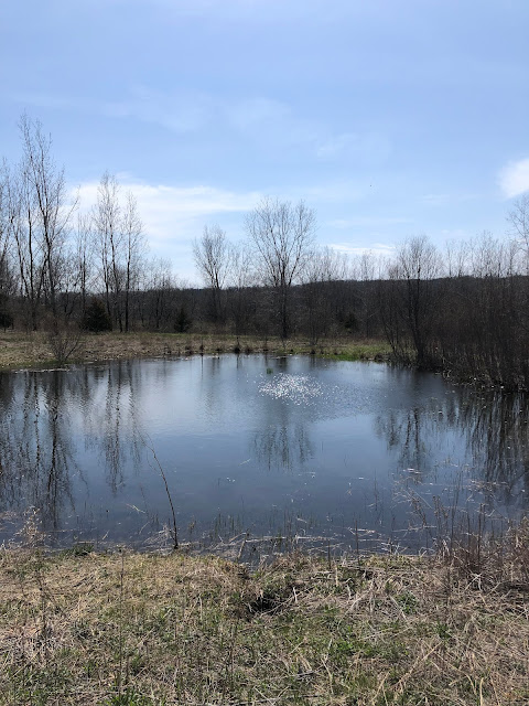 A calm pond featured a chorus of frogs.