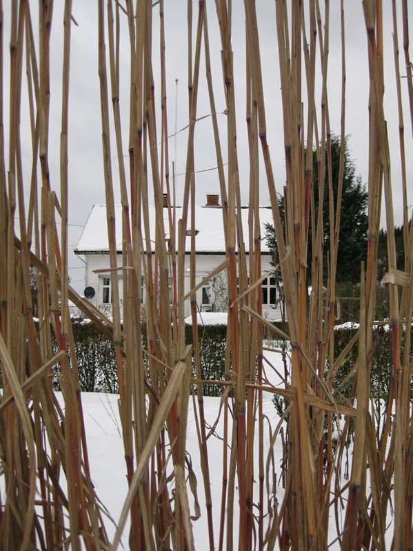 2009-12-25 Hagen (23)