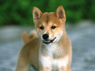 Shiba Inu Puppies Pictures