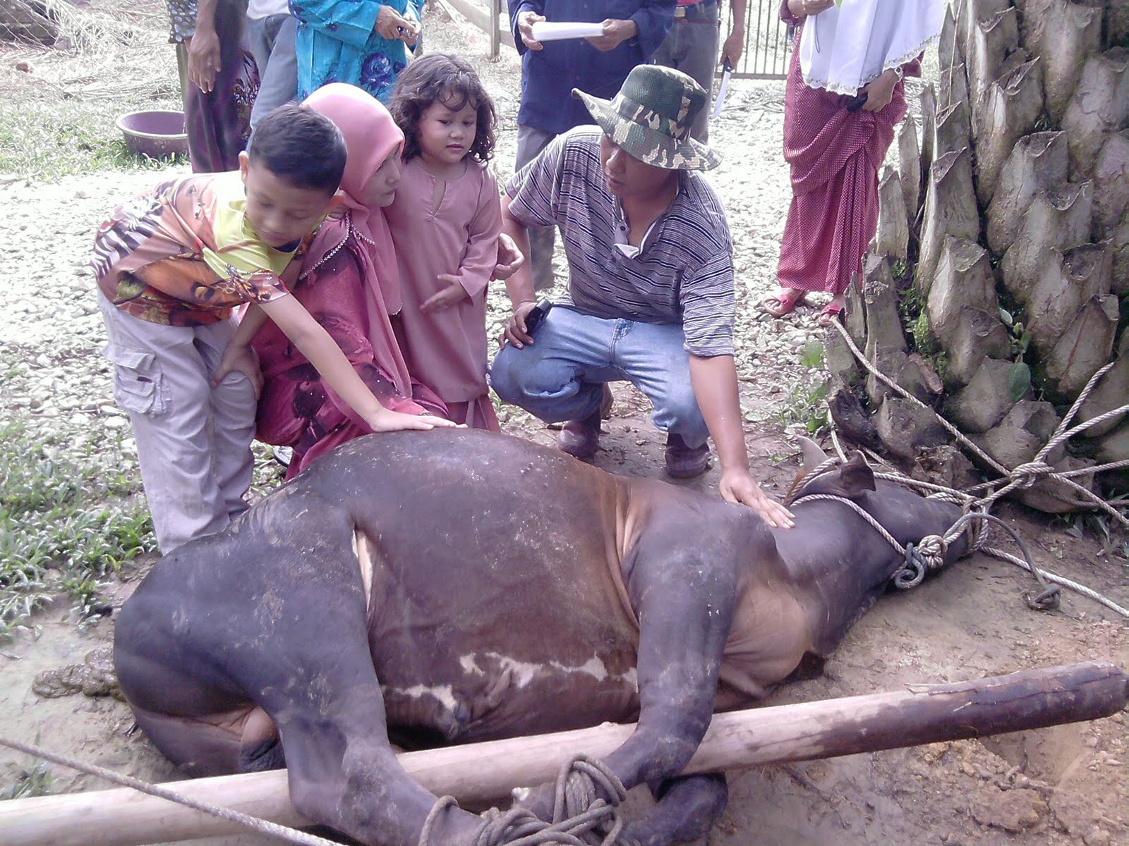 Kambing: Ibadah Qurban selamat d jalankan