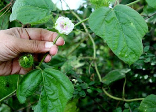 Passion flower