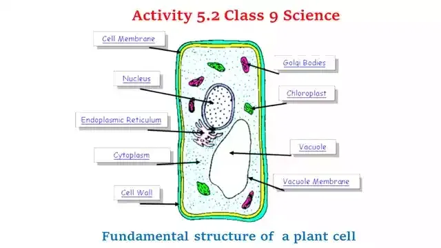 Activity 5.2 Class 9 Science Chapter 5