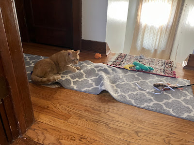 Orange cat next to rug