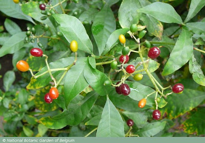 Jazmín de la costa Psychotria carthagenensis