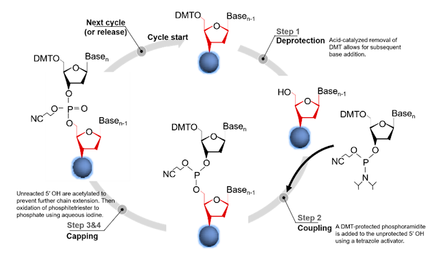 What is Synthetic DNA? Artificial Gene Synthesis Technology