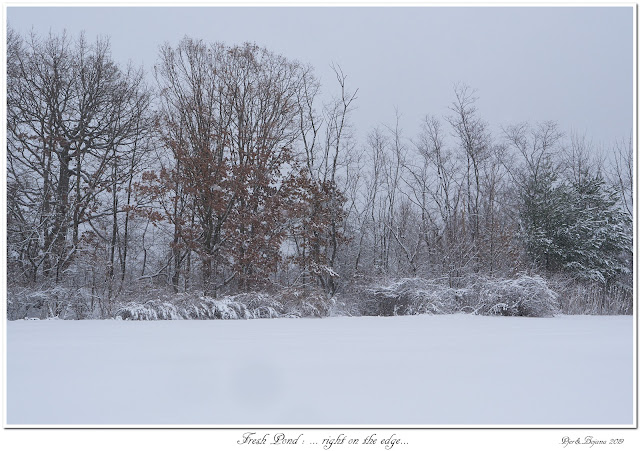 Fresh Pond: ... right on the edge...