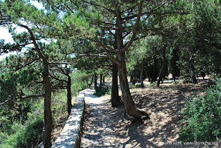 Simeise Juniper Grove