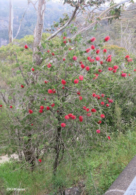 bottlebrush, Callistemon sp.