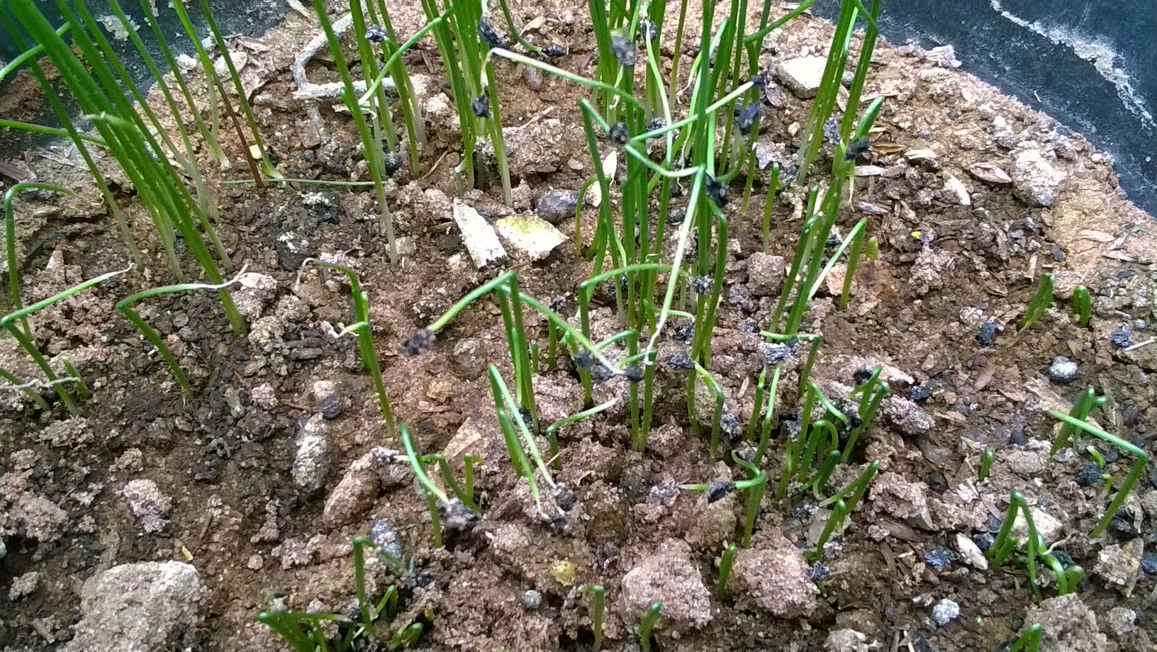 Keep the soil  moist, and water with compost tea every two weeks. Trim the tops with scissors to keep the onion seedlings around 3-inches high. This will furnish more nutrients to the roots instead of the foliage.