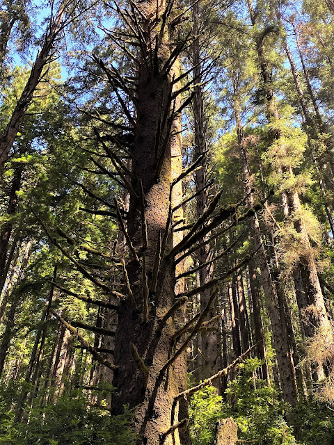 Fern Canyon Trail