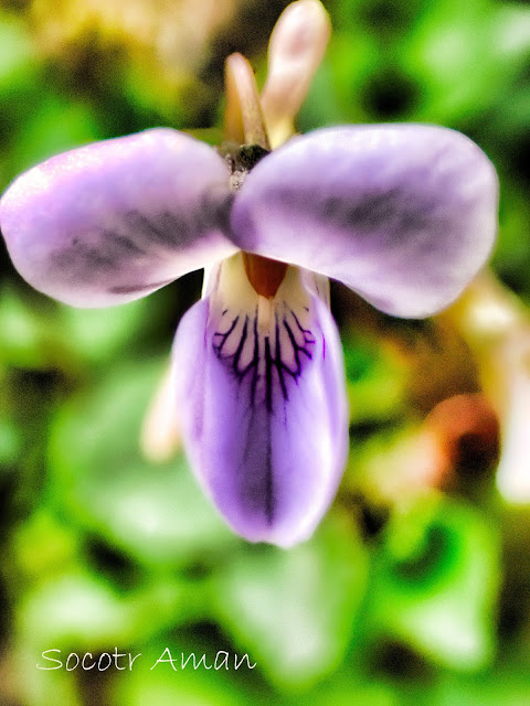 Viola grypoceras