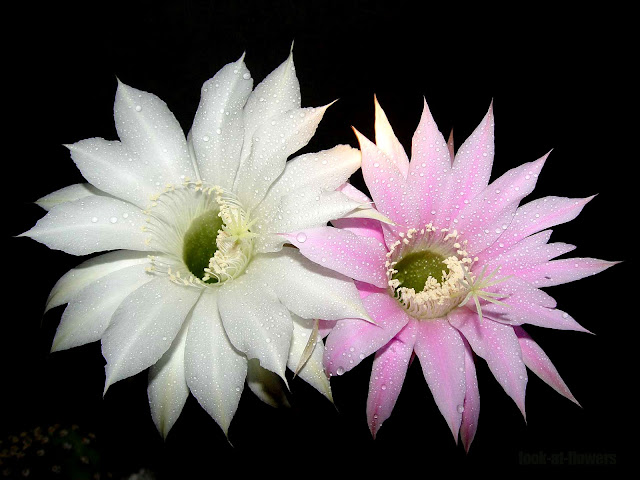 white and pink cactus flower