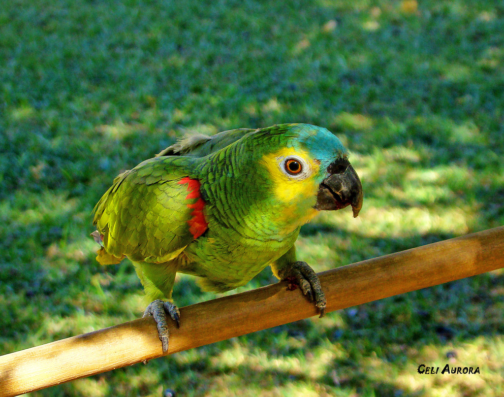 Papagaio-Verdadeiro (Amazona aestiva)