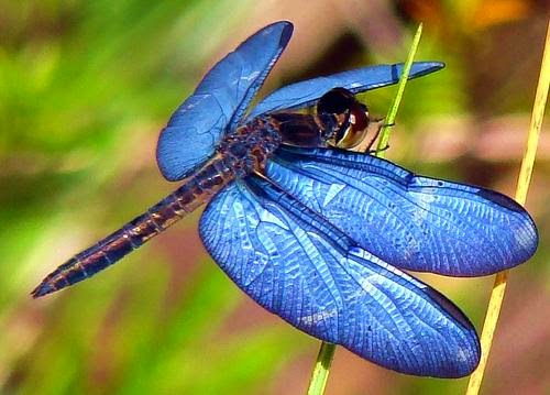 Animal Totem Dragonflies