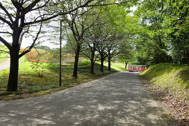 鳥取県西伯郡南部町鶴田　とっとり花回廊　花の丘