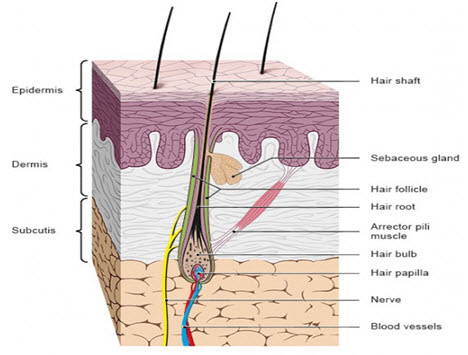 Hair Structure