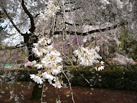 清楚なしだれ桜