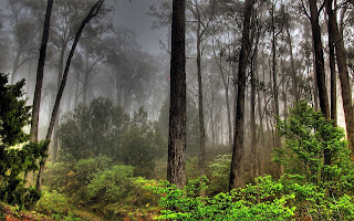 Foto van een bos met wat lichte mist