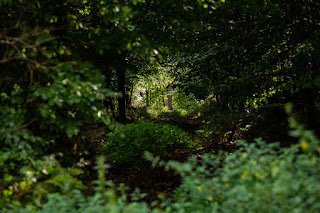 Naturfotografie Makrofotografie Weserbergland Olaf Kerber