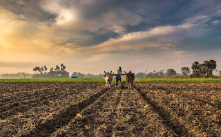 Sowing Area Coverage of Summer Crops 