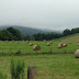 8-18-16 ~ The Hay Has Been Baled