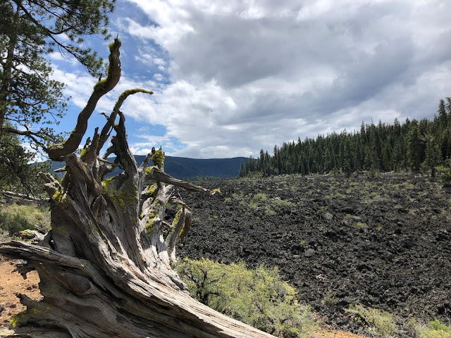 dead tree in front of field of volcanic rock