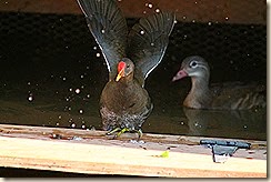 IMG_6975