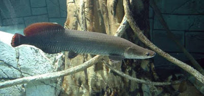 Perilaku dan Kebiasaan Makan Arapaima Gigas