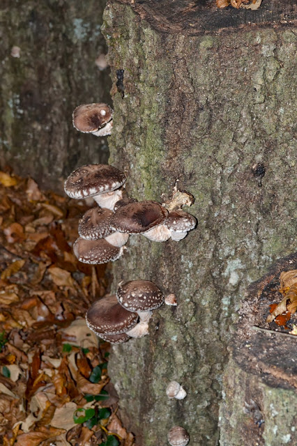 shiitake, mushroom logs, http://growingdays.blogspot.com